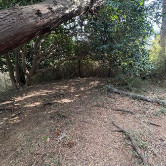 天神山（標高63）　山頂付近

神社右から上ります

こちらも山標が無いようです
