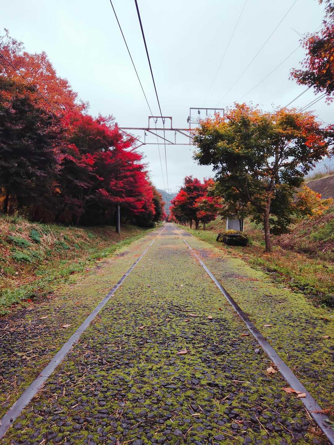 いよいよ、廃線ウォーク区間に突入ーっ✨✨
♪せ～んろはつづく～よ♪
♪ど～こま～で～も～♪