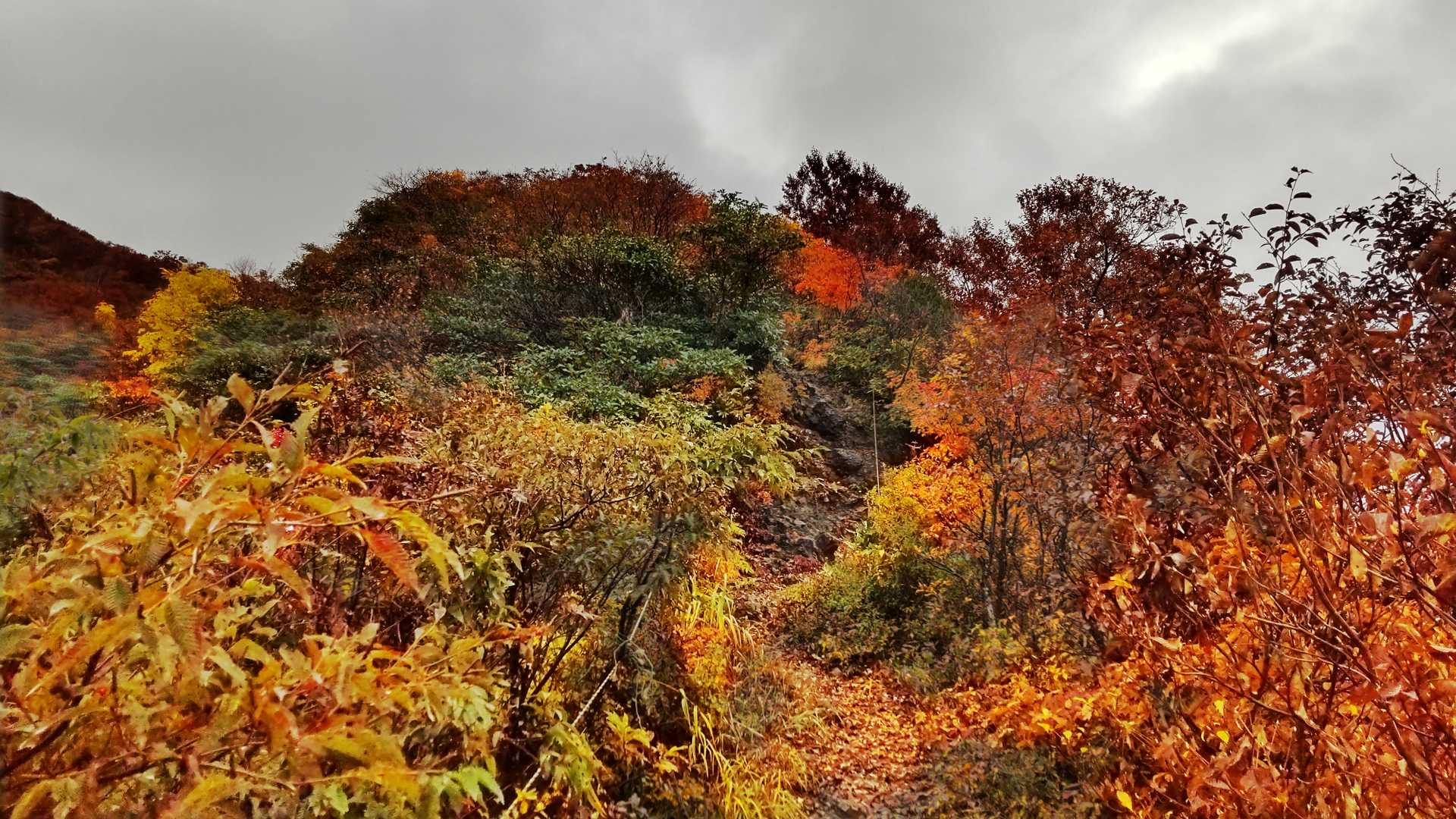 粟ヶ岳登山口-粟ヶ岳 往復コースの写真