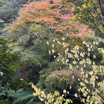 ところどころ紅葉が見えました