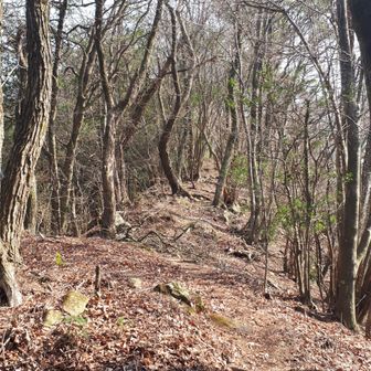 冬枯れで明るくいい感じ