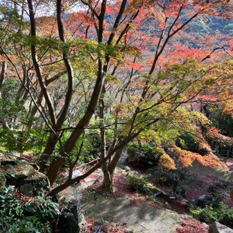 紅葉は色づきが浅いかな？でも美しい