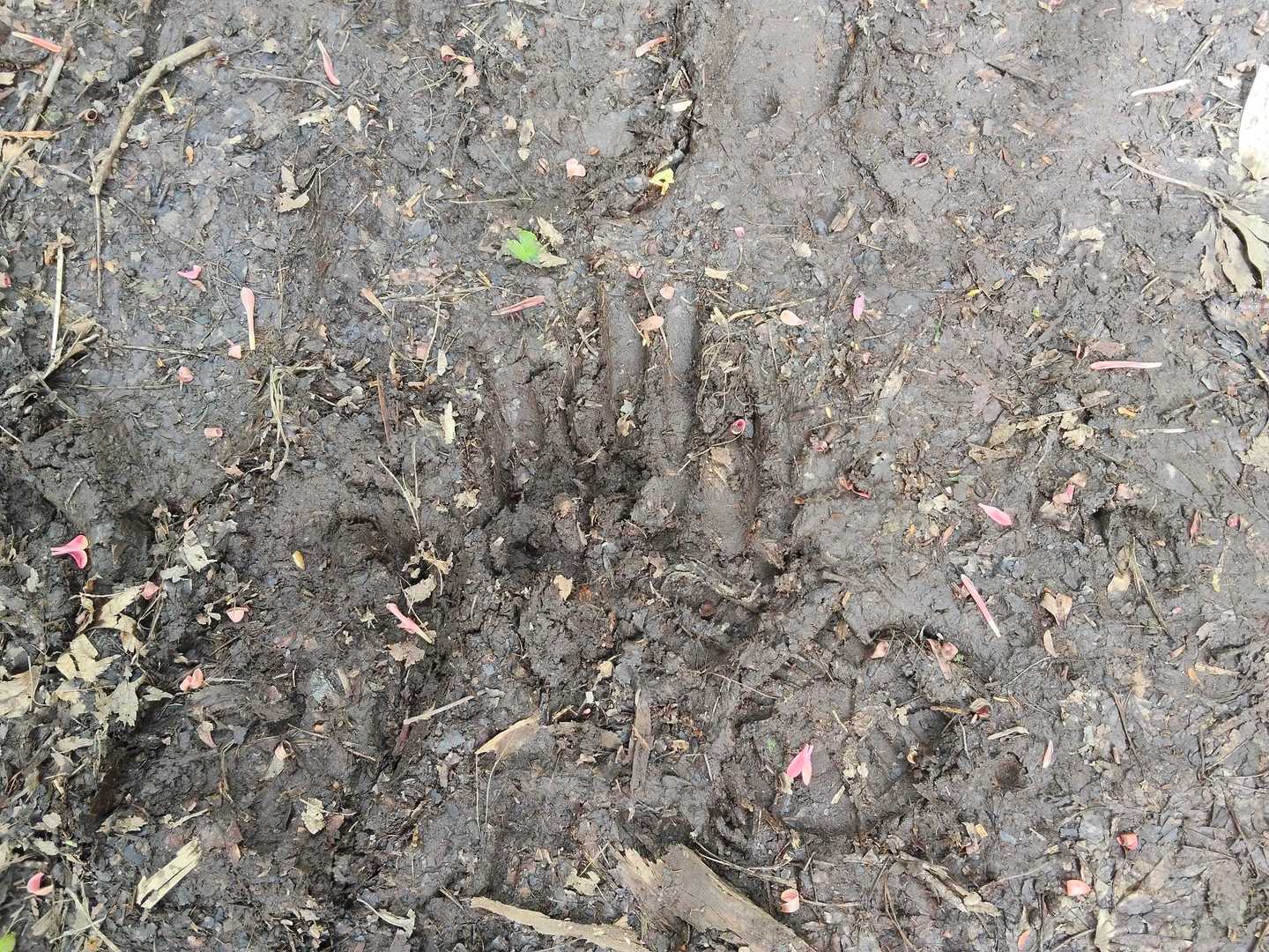 この足跡はどなたの？🥶💦
他に違う足跡も・・・