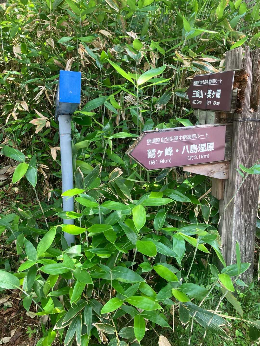 ここから山に取り付きました。