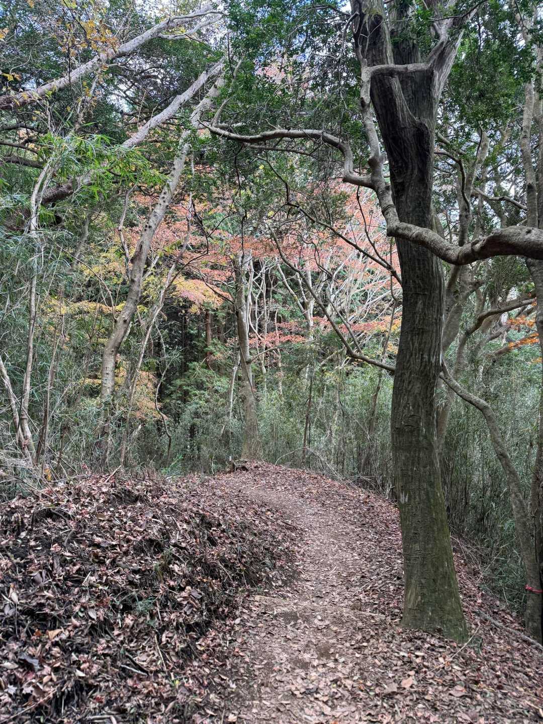 下山〜✨
･ﾟ･( *´꒳`*)੭⁾⁾ ｵﾂｶﾚｻﾏﾃﾞｼﾀ ɞ˚˙