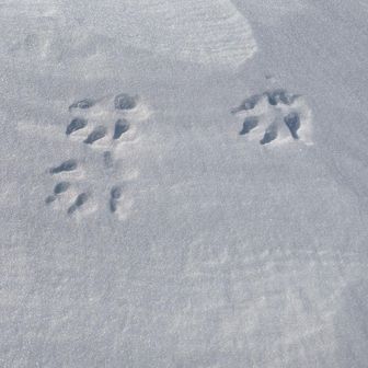 アニマルトレース。何の動物でしょう？長さ10センチくらい。