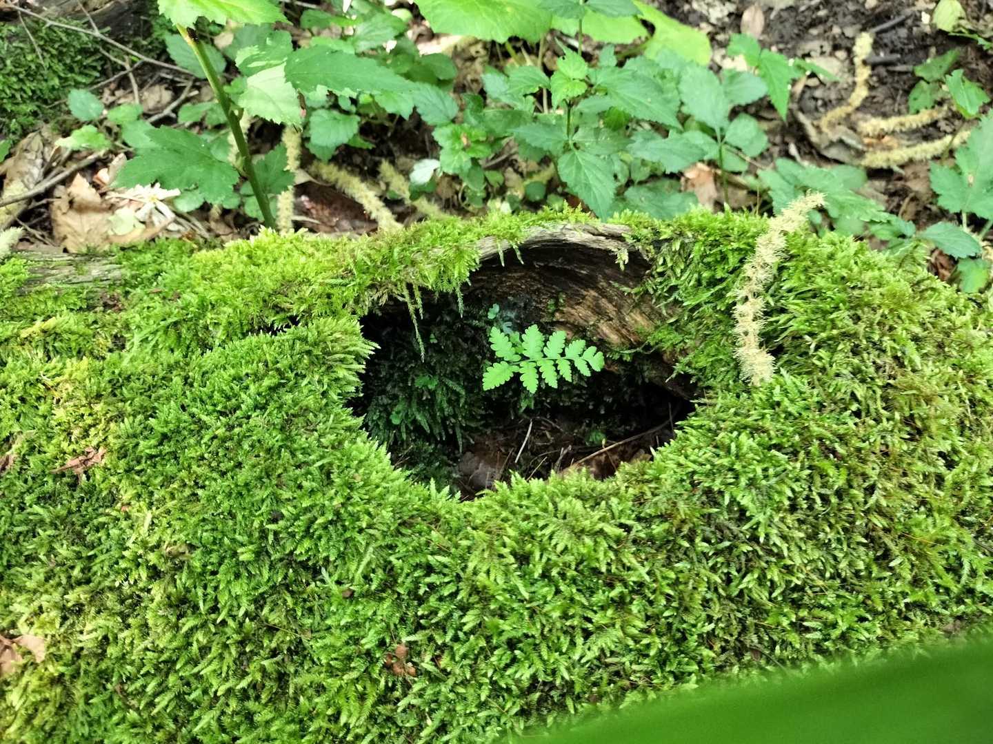 💚