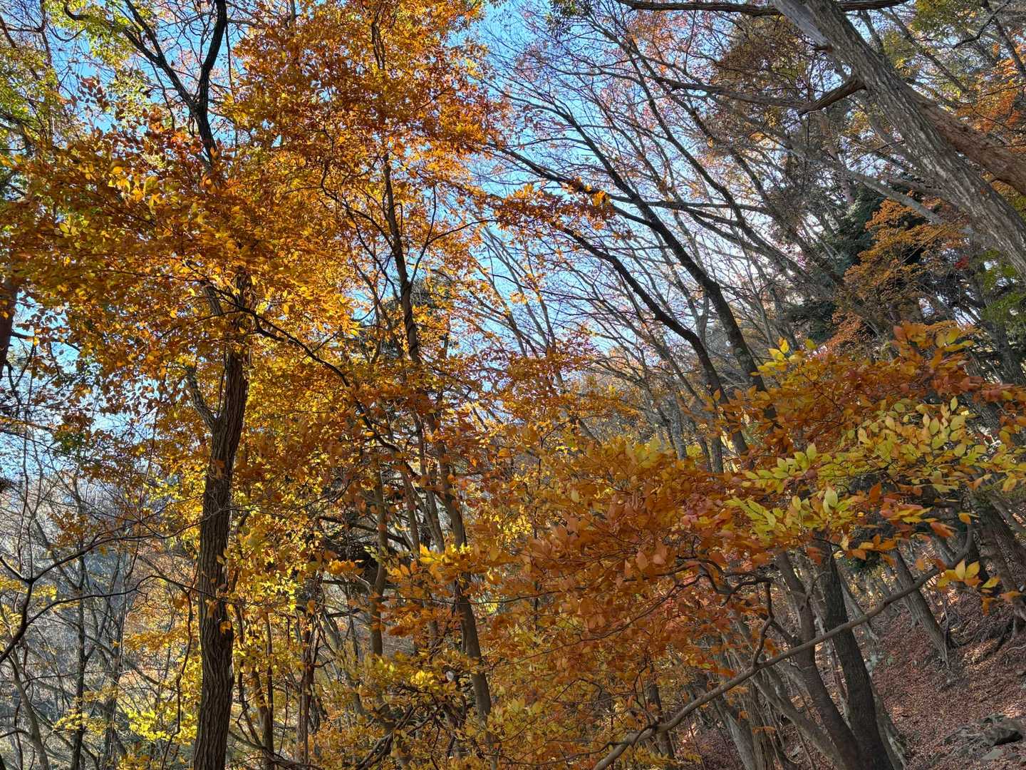 こちらも紅葉🍁楽しめます