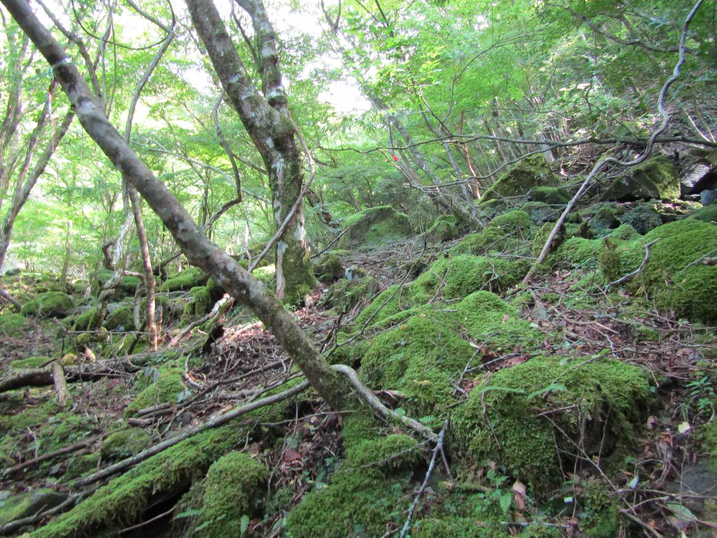 沢沿いなので踏み跡は水に消されて不鮮明
ピンテが頼りです