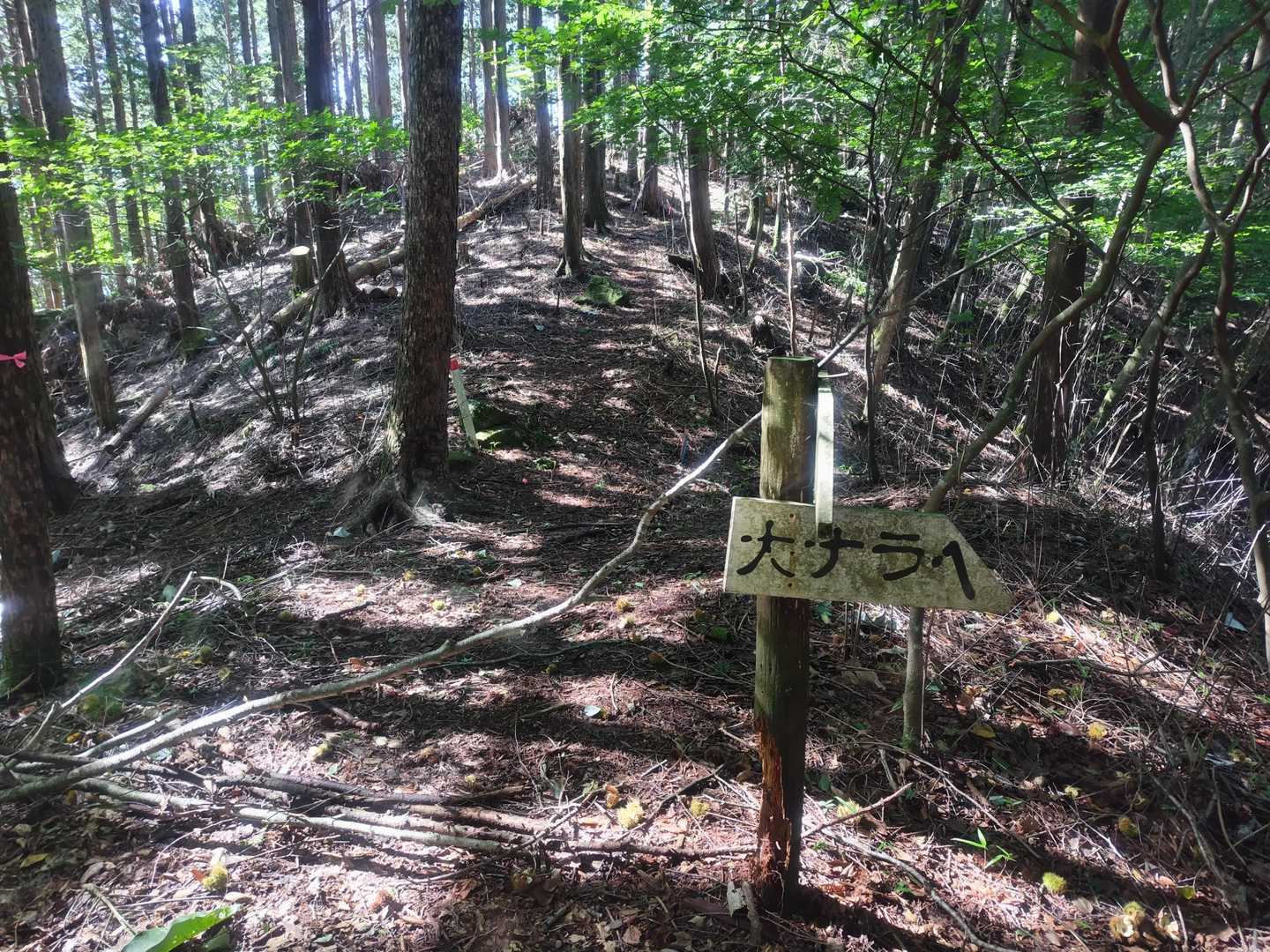 ここ、直進方向へきれいな登山道が続いていますが、大ナラは右です⚠