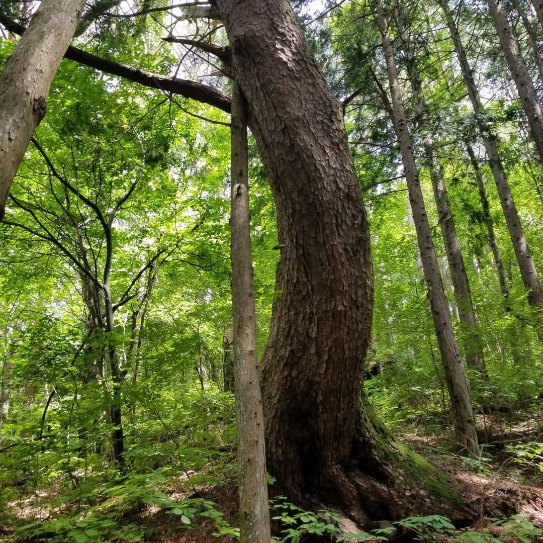 この辺りで、目をひく一本だけ大きな木