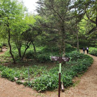 岩場コースと迂回コース。
子供たちは当然のようにさっさと岩場コースへ。