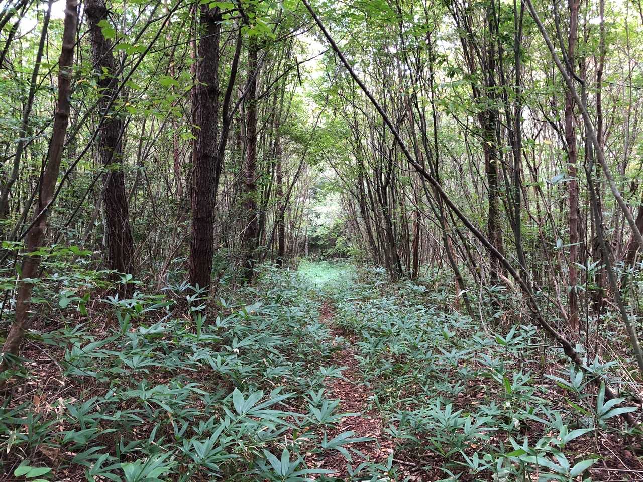ブナの山道がいい雰囲気です