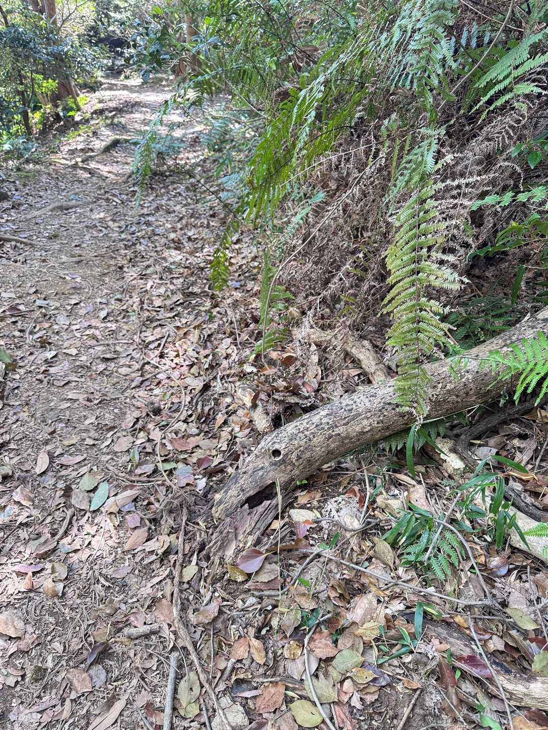 木だとわかっていても、下山で目撃した瞬間
ダチョウの顔かと本気で1歩下がった私