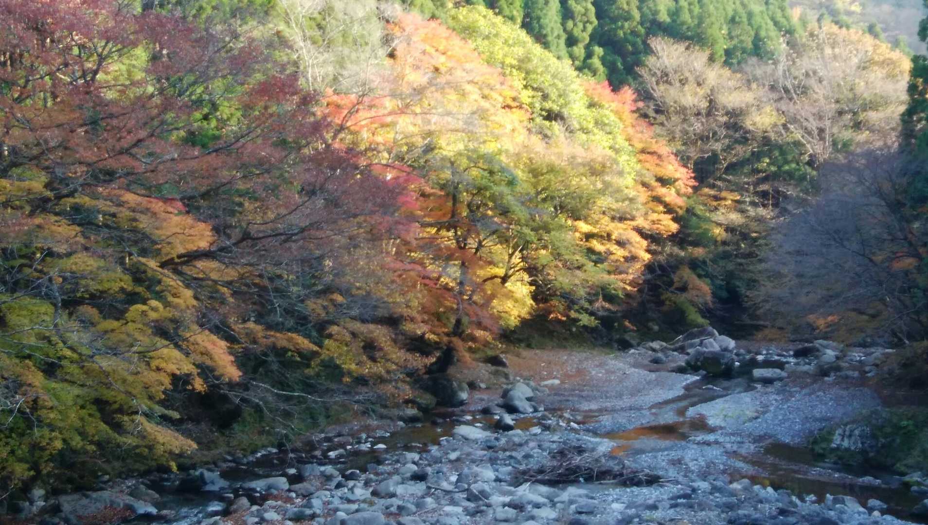 愛知川沿いの舗装路を駐車場まで戻ります