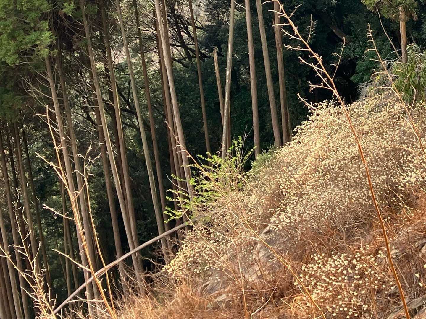向こう側の斜面にも、沢山の三椏。
この辺り…米良は和紙造りが盛んだったのかな⁈

あの《アムとヤマト》の児原稲荷(ｺﾊﾞﾙｲﾅﾘ)神社⛩️にも沢山あったな〜。最近のレポでシニア犬になった2頭が元気でいる事を知って、嬉しくなったなぁ♡