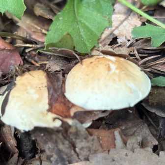 甘食みたいな🍄