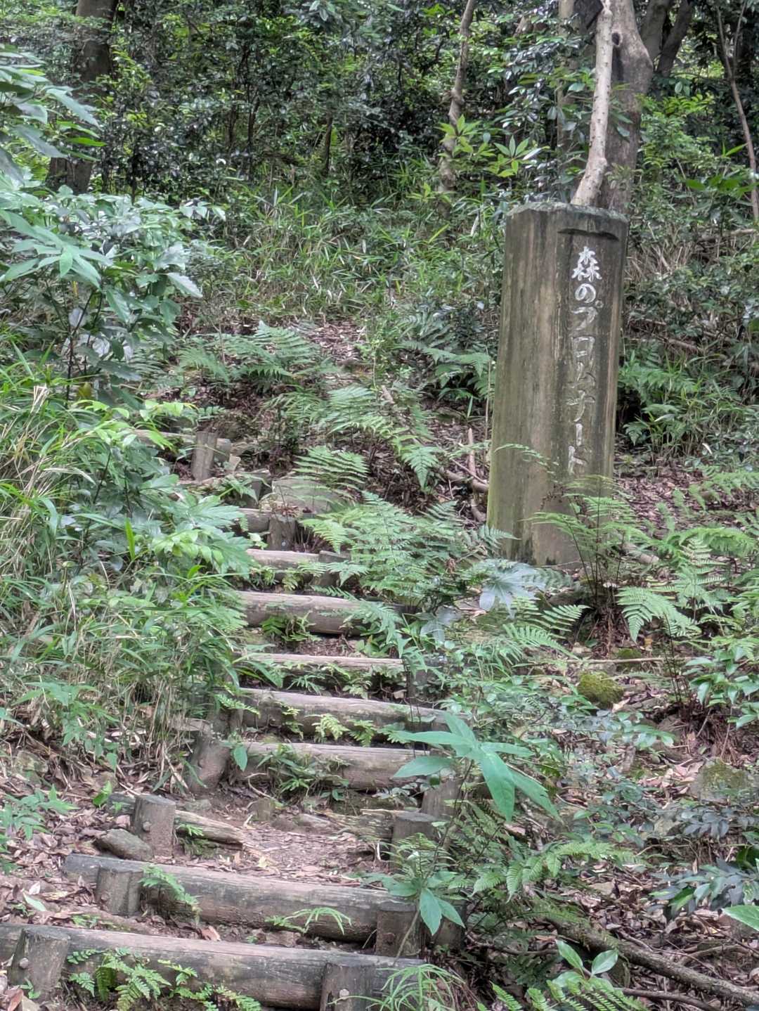 こちらから下の登山道に出てきました
分岐から下は、階段多め＆メマトイ多め💦