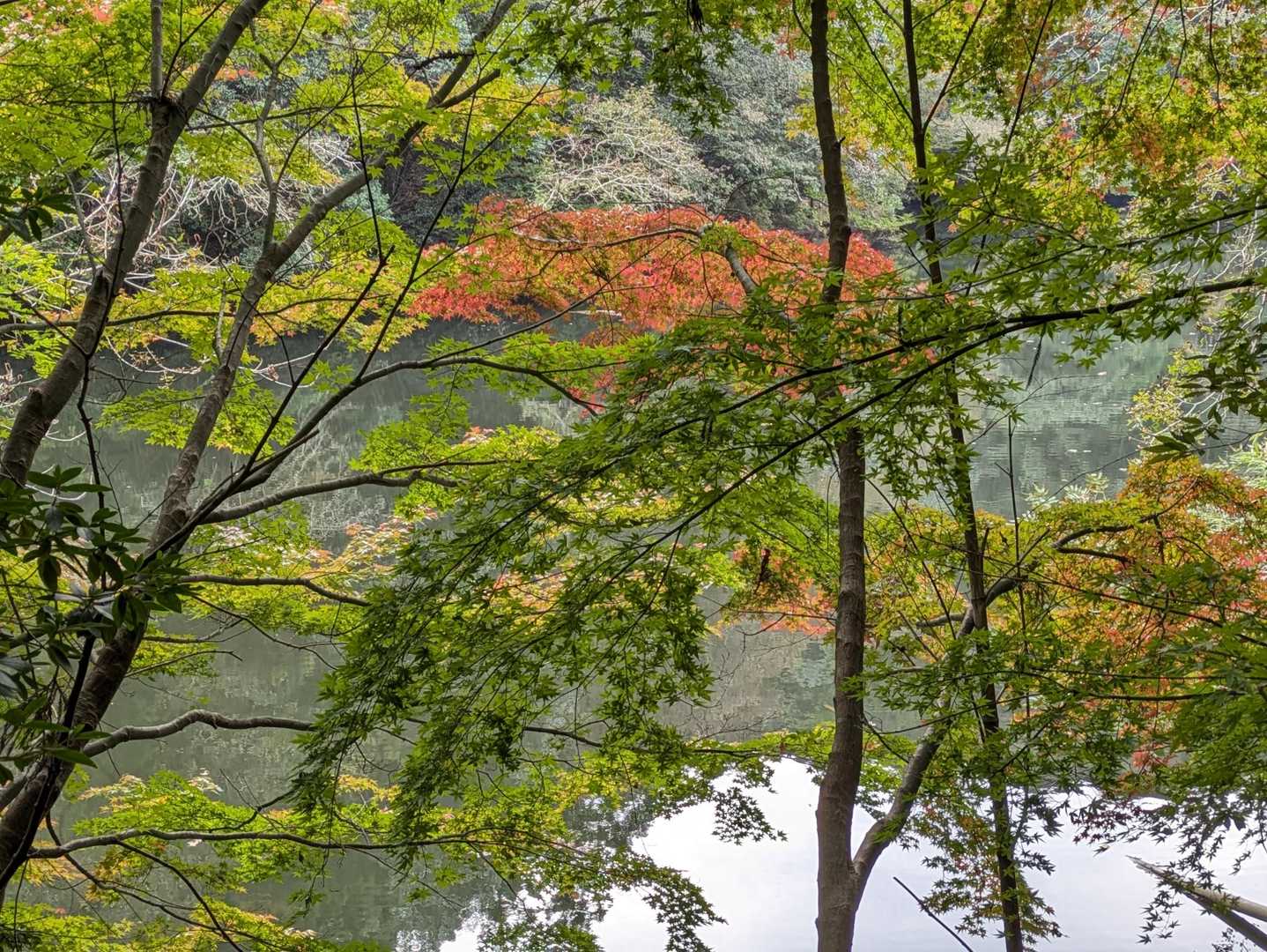 池畔に紅葉🍁少し
山頂から激下り中も紅葉見たには見たが転けたりして余裕がなく🤣紅葉撮れたのはこれだけ