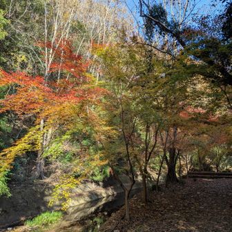 紅葉。グラデーション