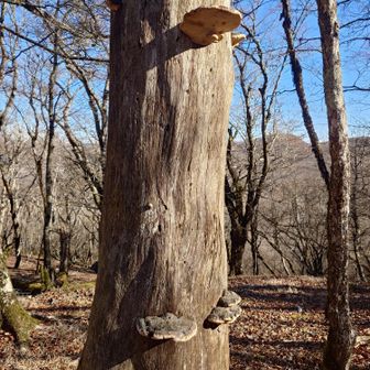 これはキノコ？