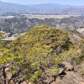 これ盆栽の様な美しい松ですね〜