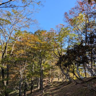 「明王ヶ岳」をまきながら下ってくると、ナイストレイル😆
でも、すぐに「脇ノ宿跡」への上りが始まり⋯💦