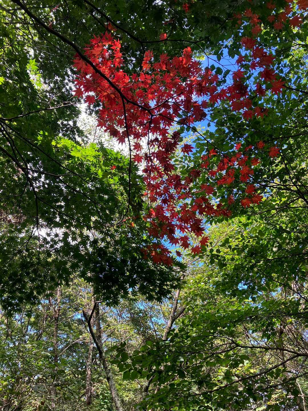 紅葉している。
早く気温も秋らしくなって欲しいな。