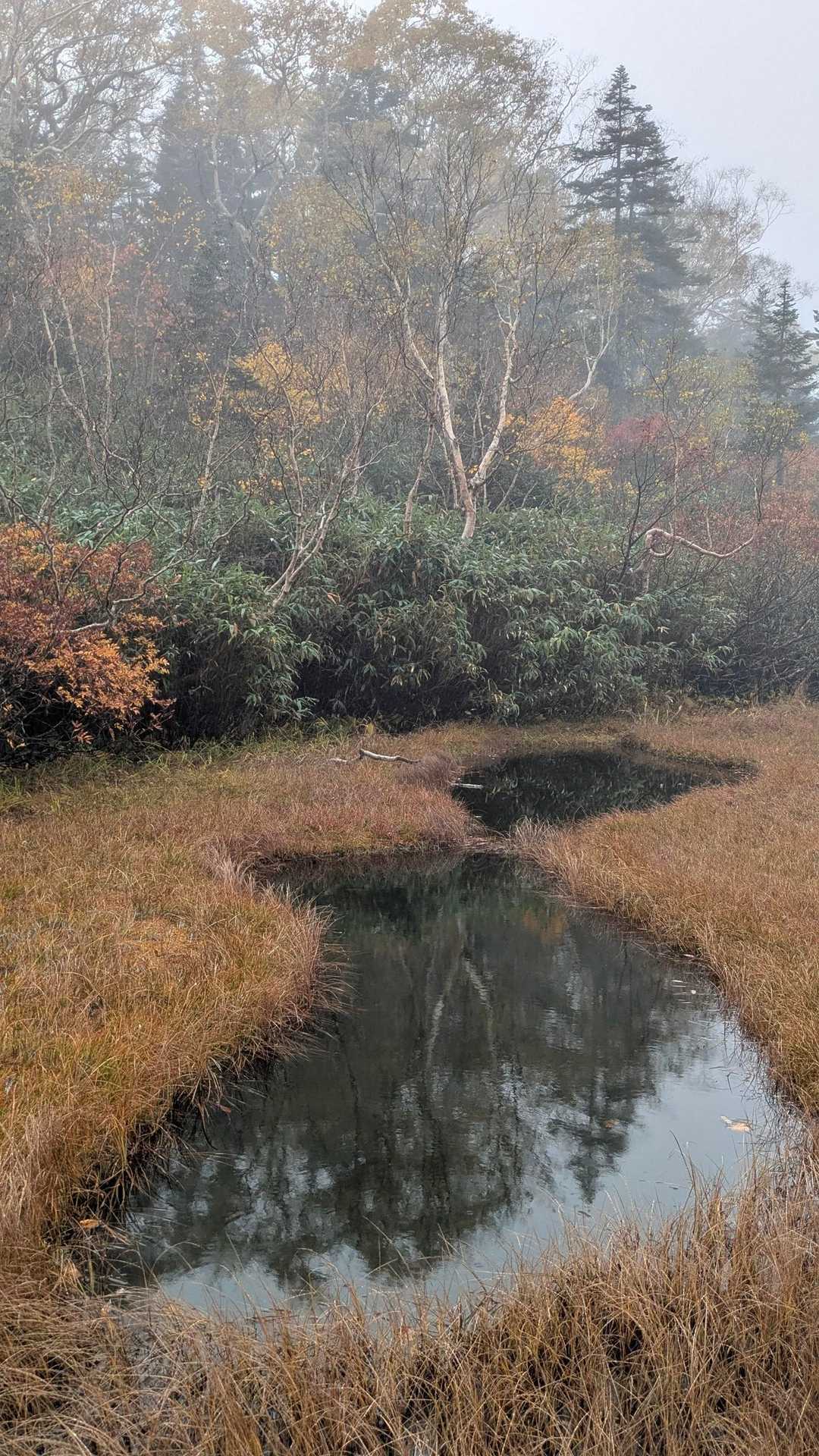 栂池ロープウェイ 自然園駅-栂池自然園入口-風穴 周回コースの写真
