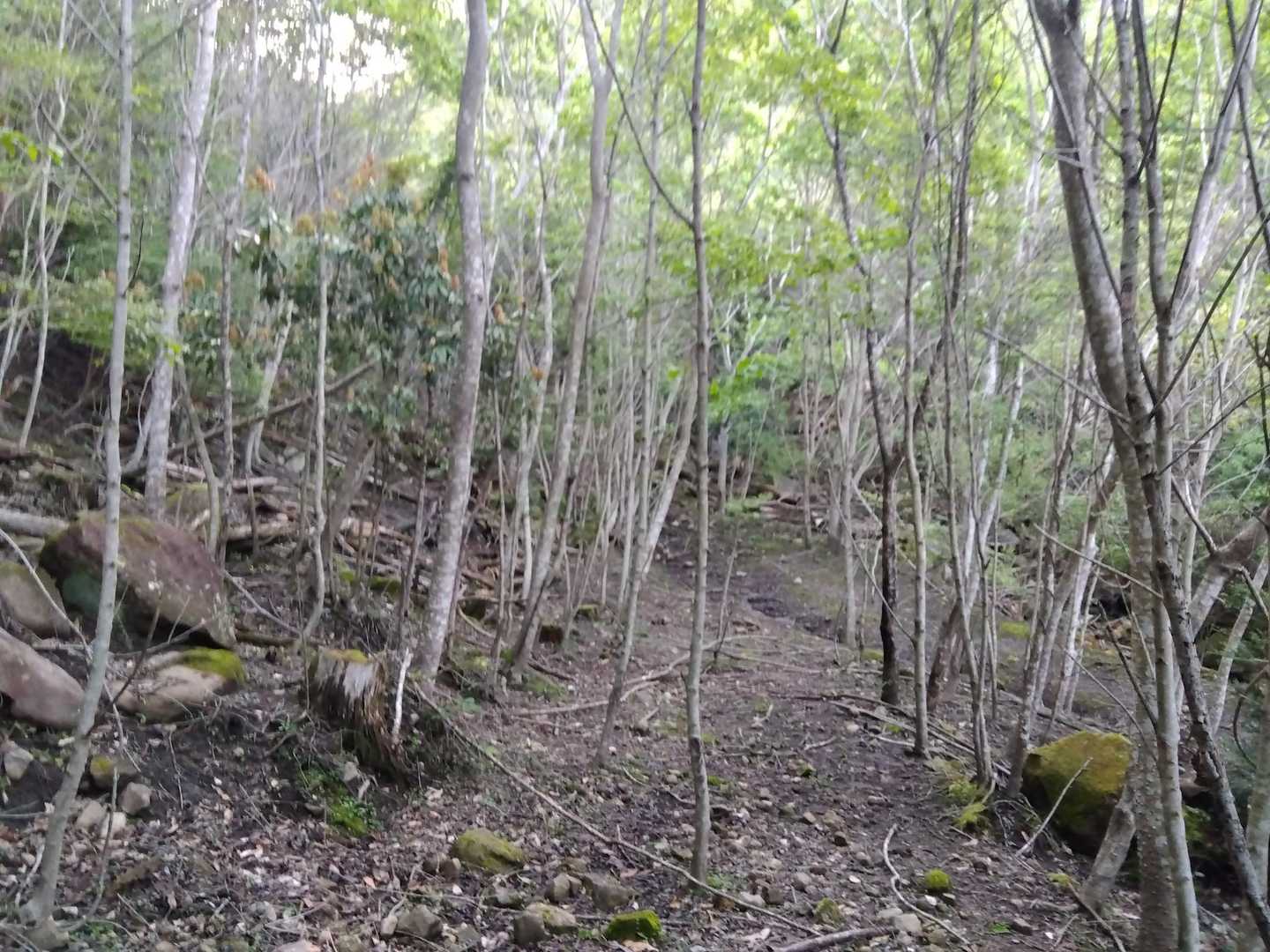 登り始めは明るい林の中を、鳥のさえずりを聞きながら。キモチイイ。