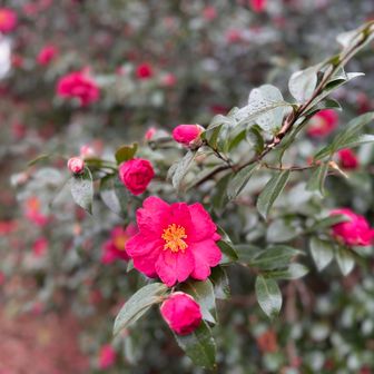 椿、群生。見応えあり。