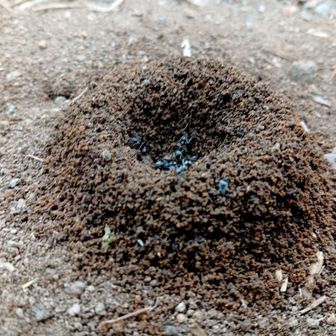 立派なアリンコの巣でありん巣！