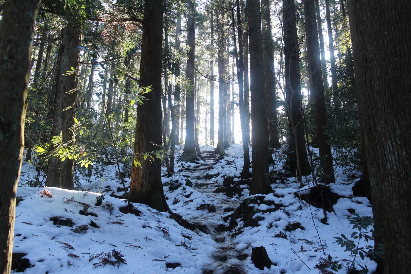 城ヶ平山大岩側登山口-城ヶ平山 往復コースの写真