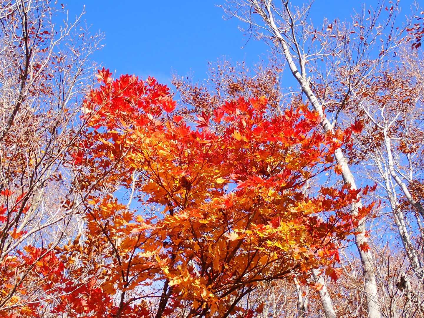 赤兎山登山口-小原峠-苅安山-奥大長谷の頭-大長山-赤兎山 周回コースの写真