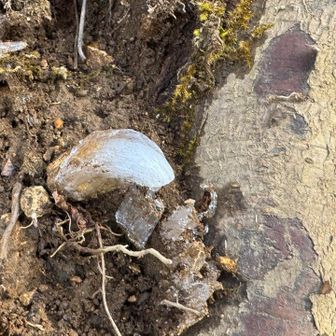 あ、太い霜柱！❄️
無事に下山

雪山は、楽しかった🏔️