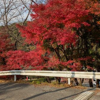 駐車場の紅葉🍁
少し過ぎていました。