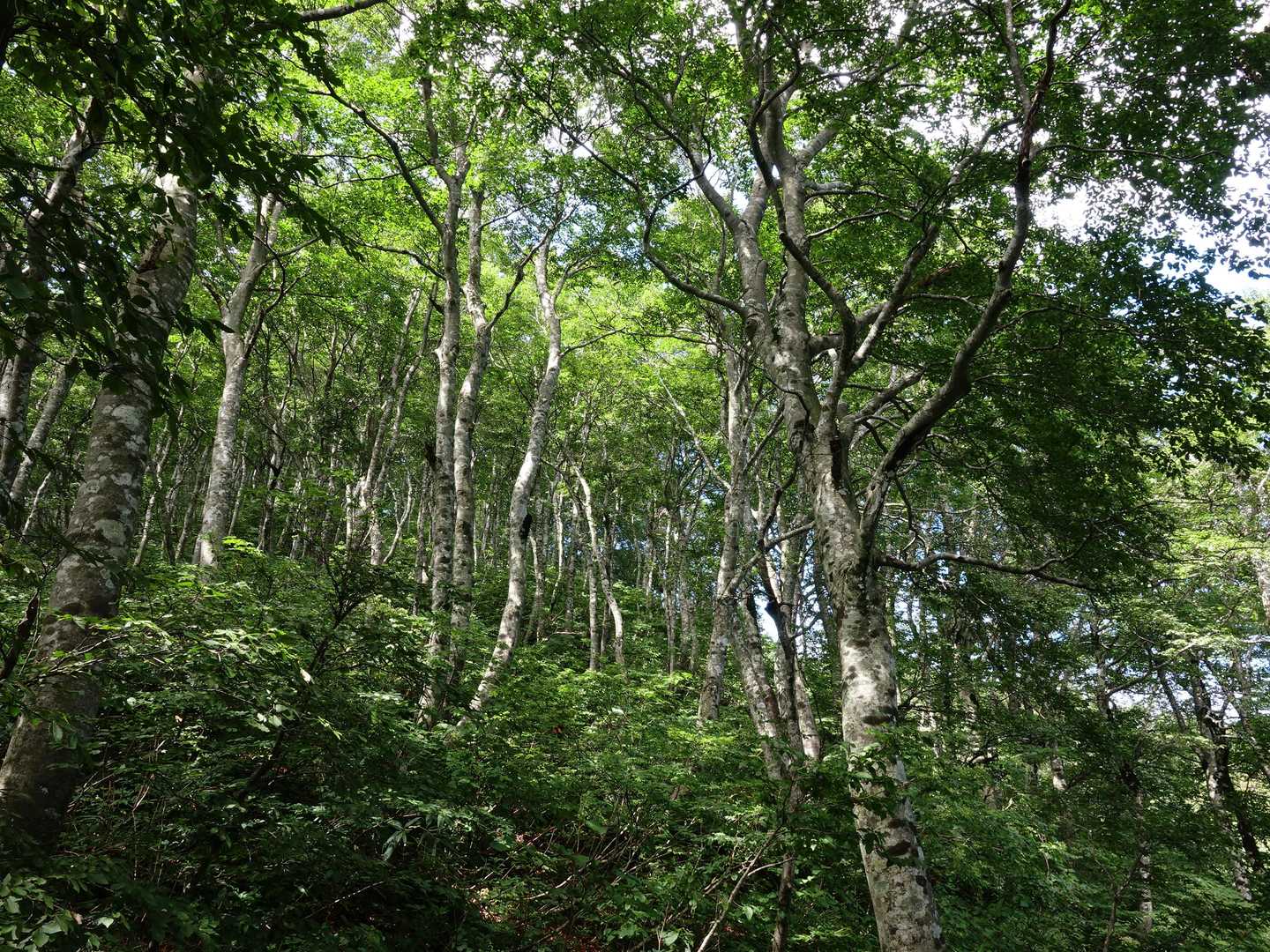 さて翌日。ブナ林はなかなか立派。東北には叶わないけどｗ