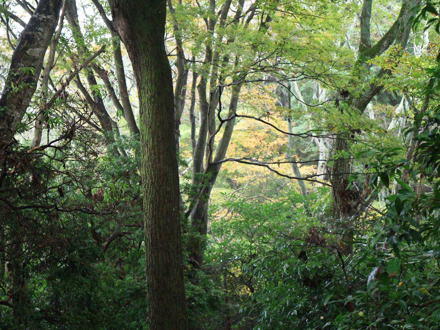 高崎山 往復コース | お猿と山城跡、別府湾を望む大分のホーム低山の写真