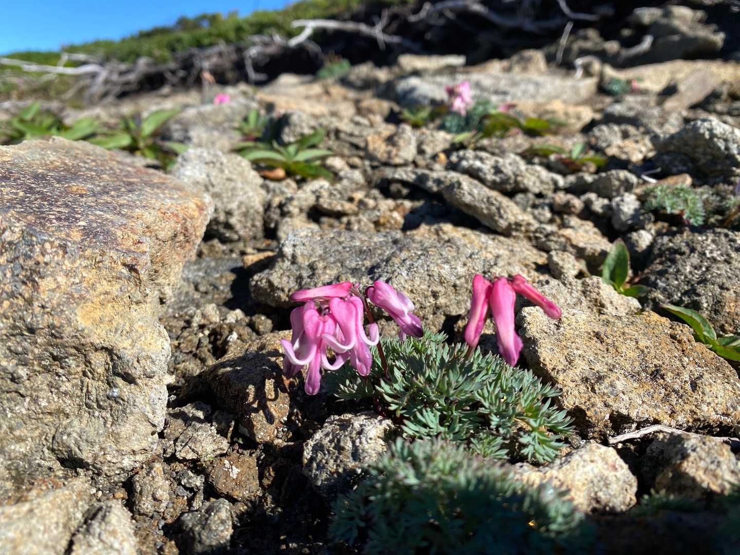 花を見ながら下山