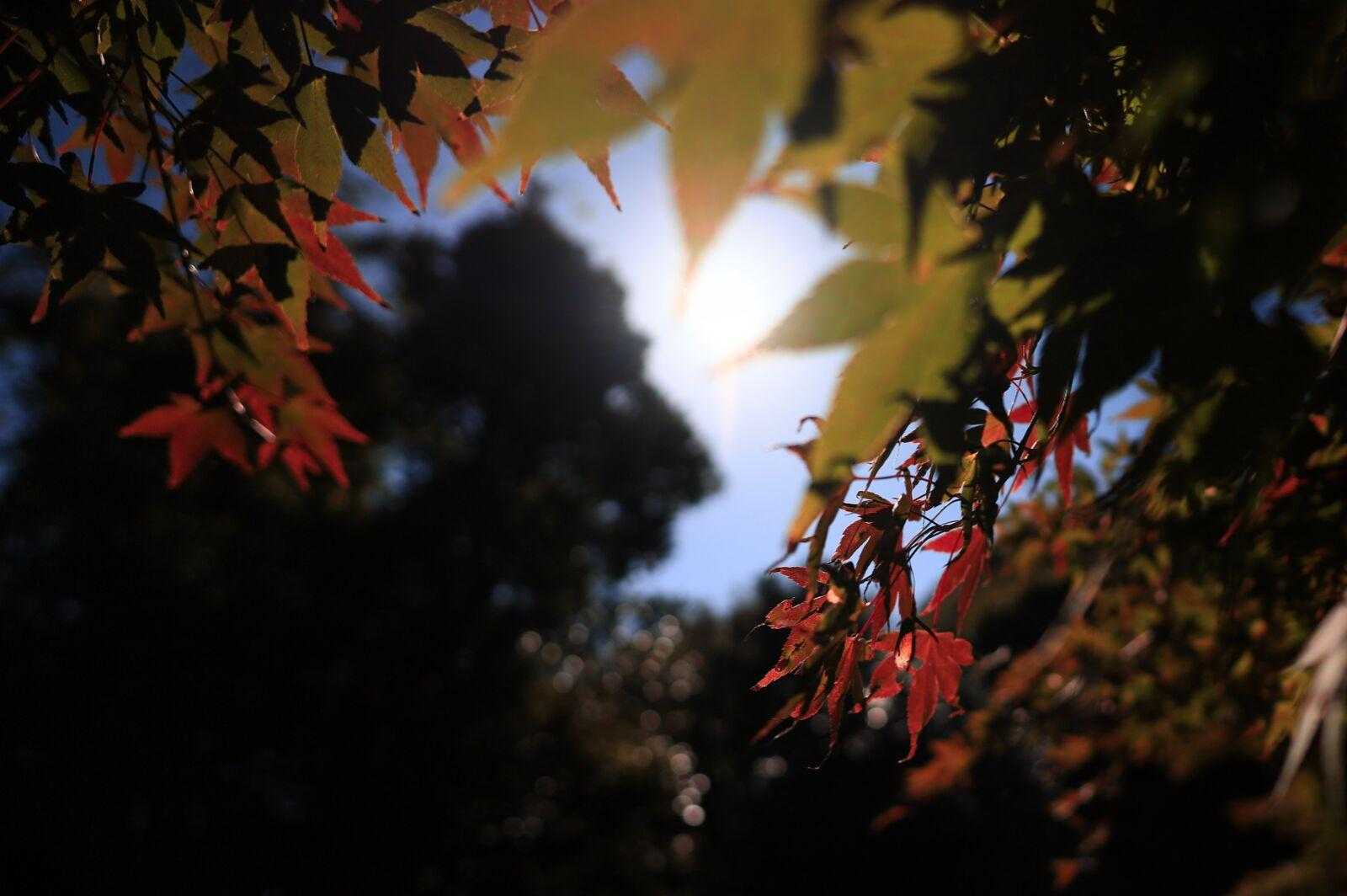 長者ヶ森登山口-北山 往復コースの写真
