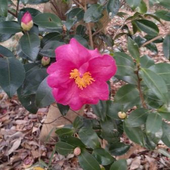 ツバキ？サザンカ？満開🌺