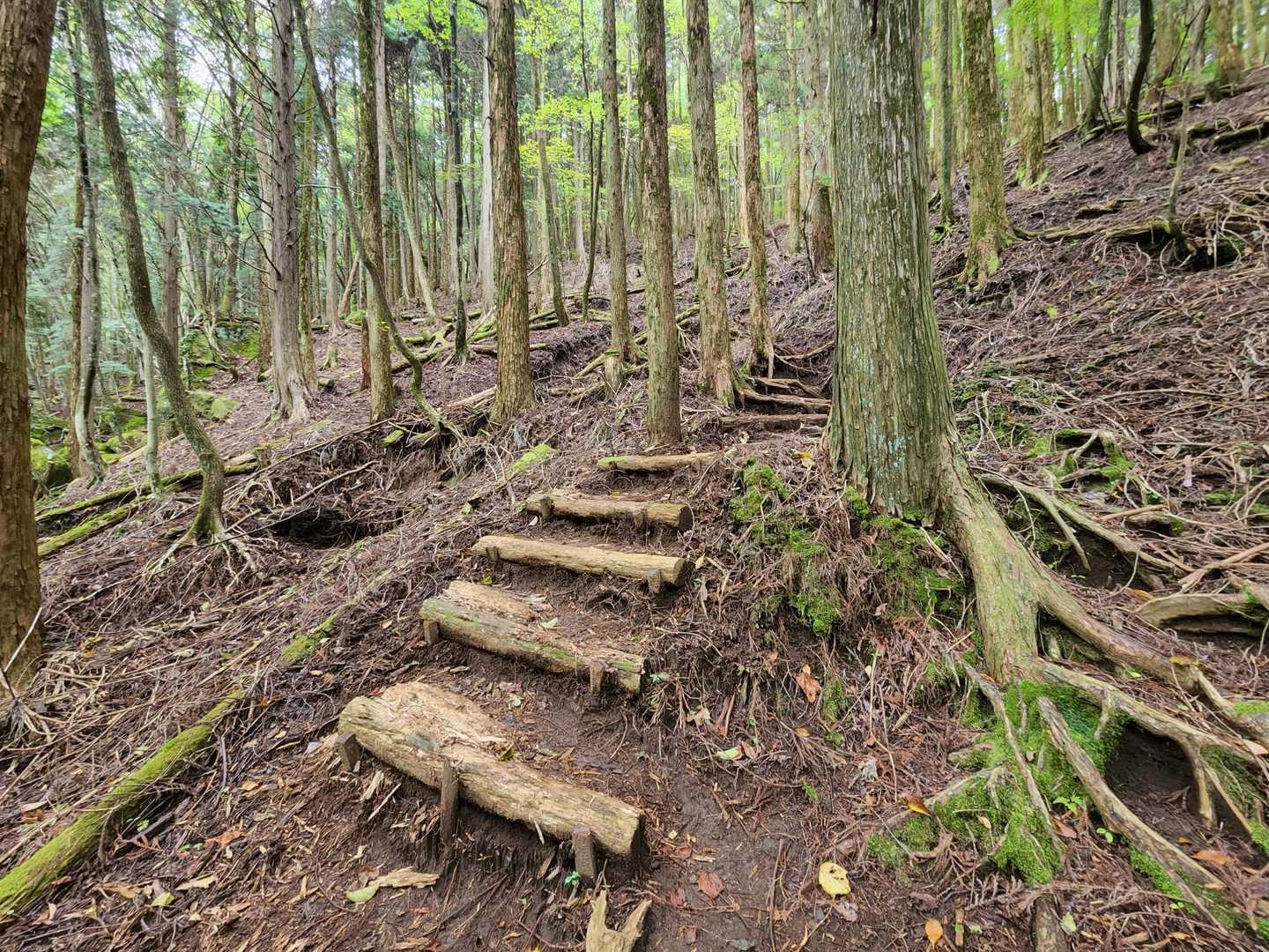 北谷登山口-風穴-祖母山 往復コースの写真