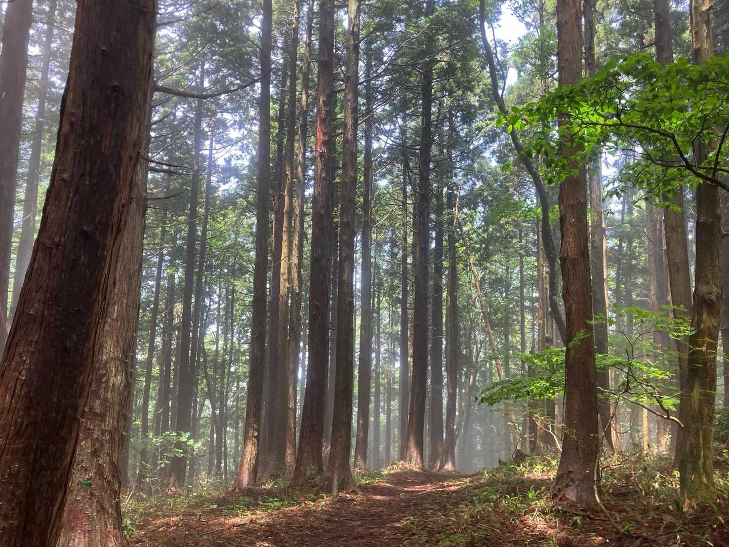 古仏谷登山口-鷲峰山 往復コースの写真