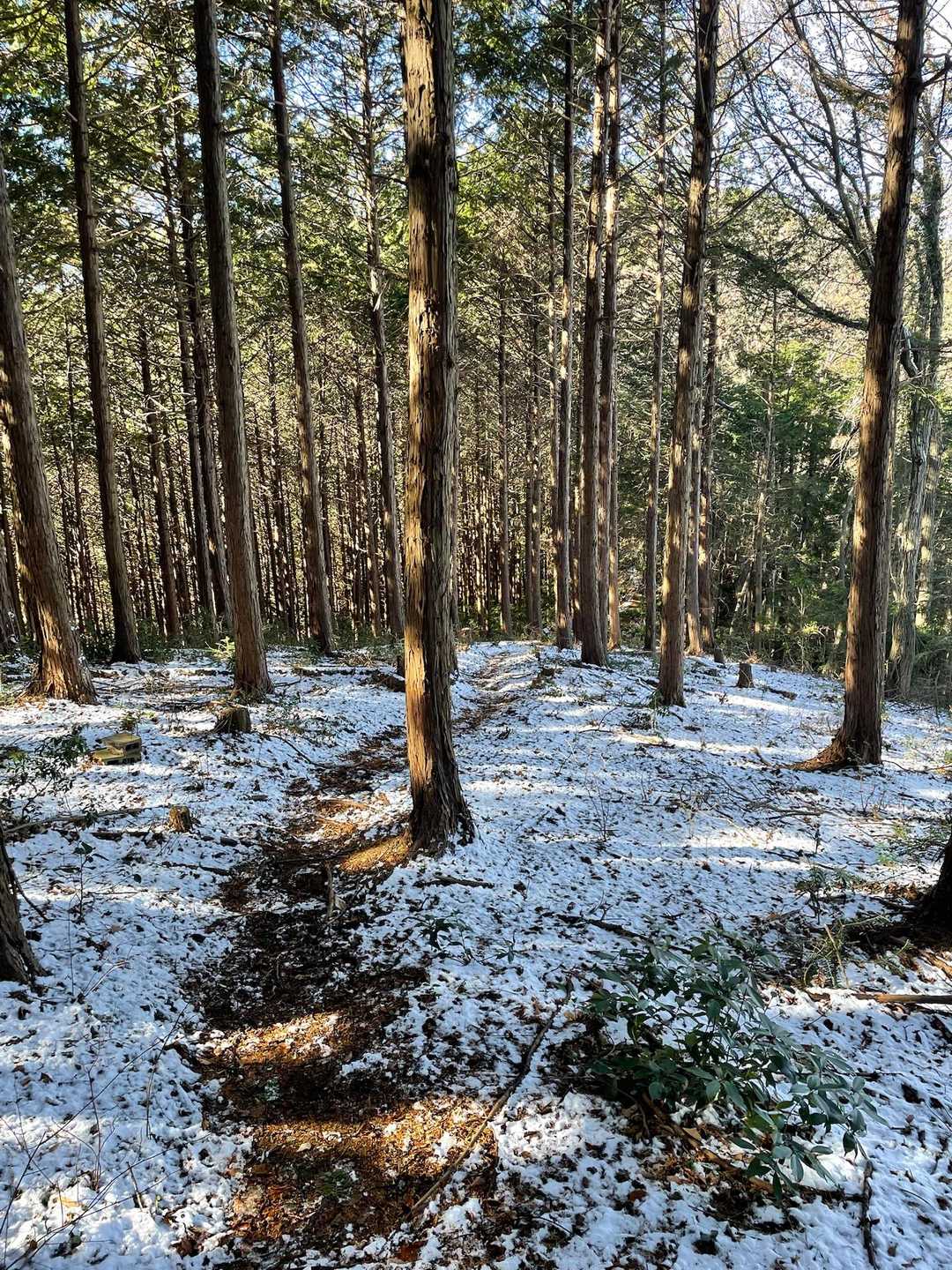 東ムカイ山からの下りにある権現堂県営林。
整備がとても行き届いていて枝打ちとかもしてあるので、結果として地面に雪が積もっていました。
先に入った人のトレースがあったので（なくてもだいたいまっすぐですが）迷わず進むことができました。