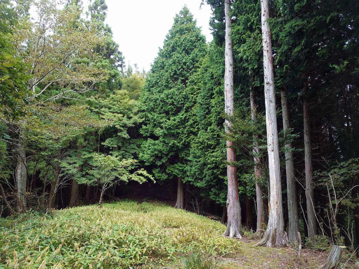 テンニンソウの中を歩きます👣