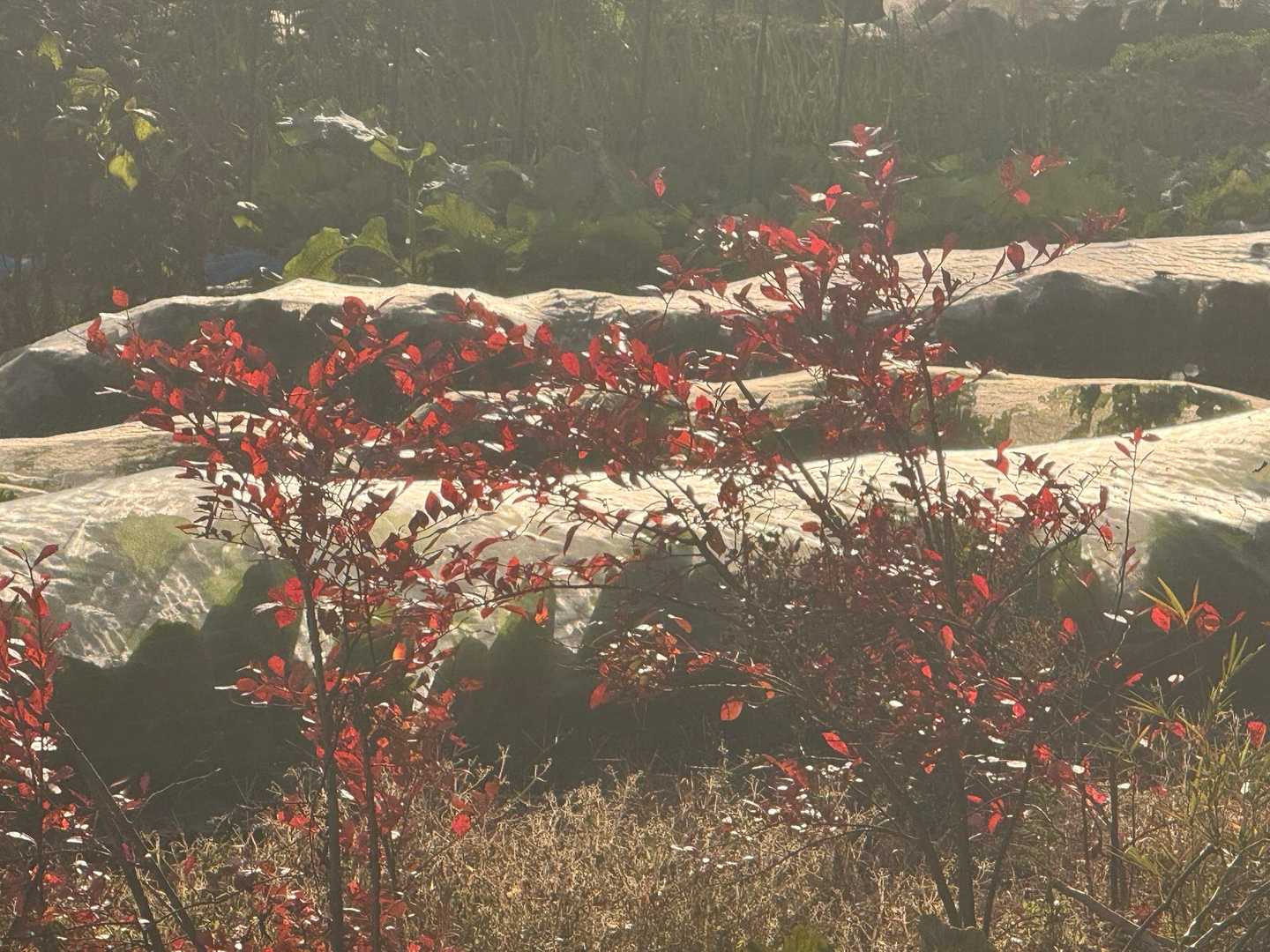 里山風景