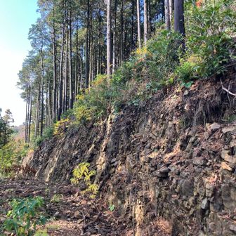 イバラと格闘しながら進みましたが頂上は右の崖上にあり、林道からは辿り着けないことが判明😱
諦めて尾根のスタート地点に戻ります。