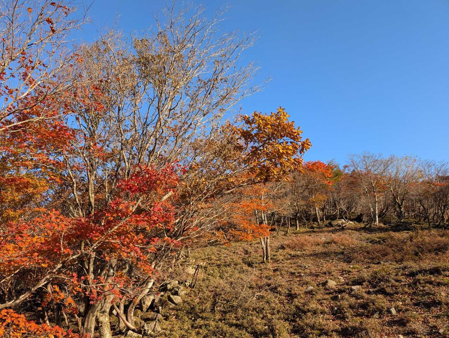 中登山口-御在所岳-国見峠 周回コースの写真