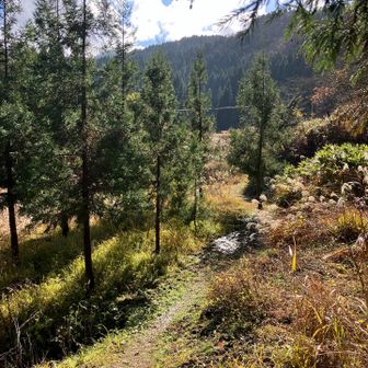 明るいススキロードに抜ける。