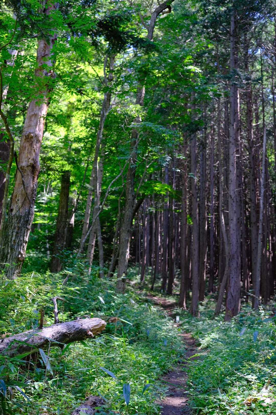国見山-山の神 往復コースの写真